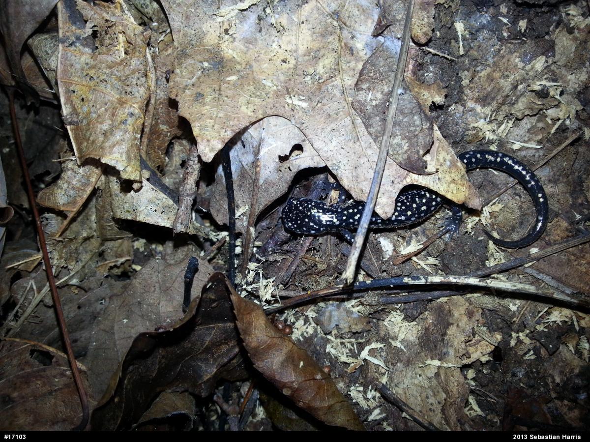 Northern Slimy Salamander