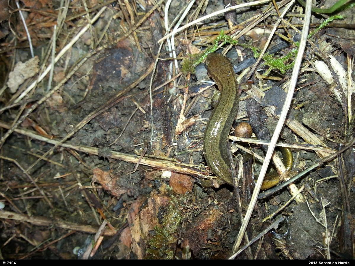 Northern Two-lined Salamander
