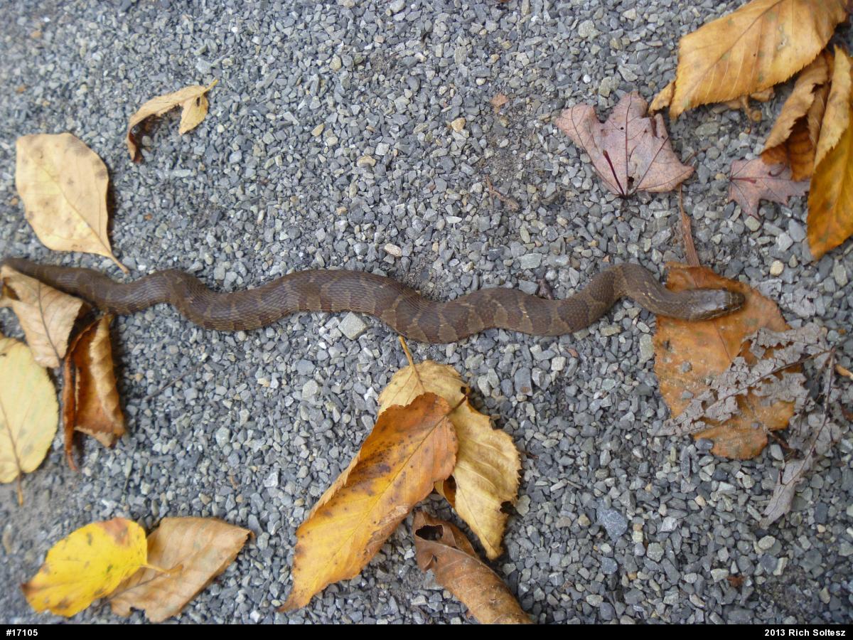 Northern Watersnake