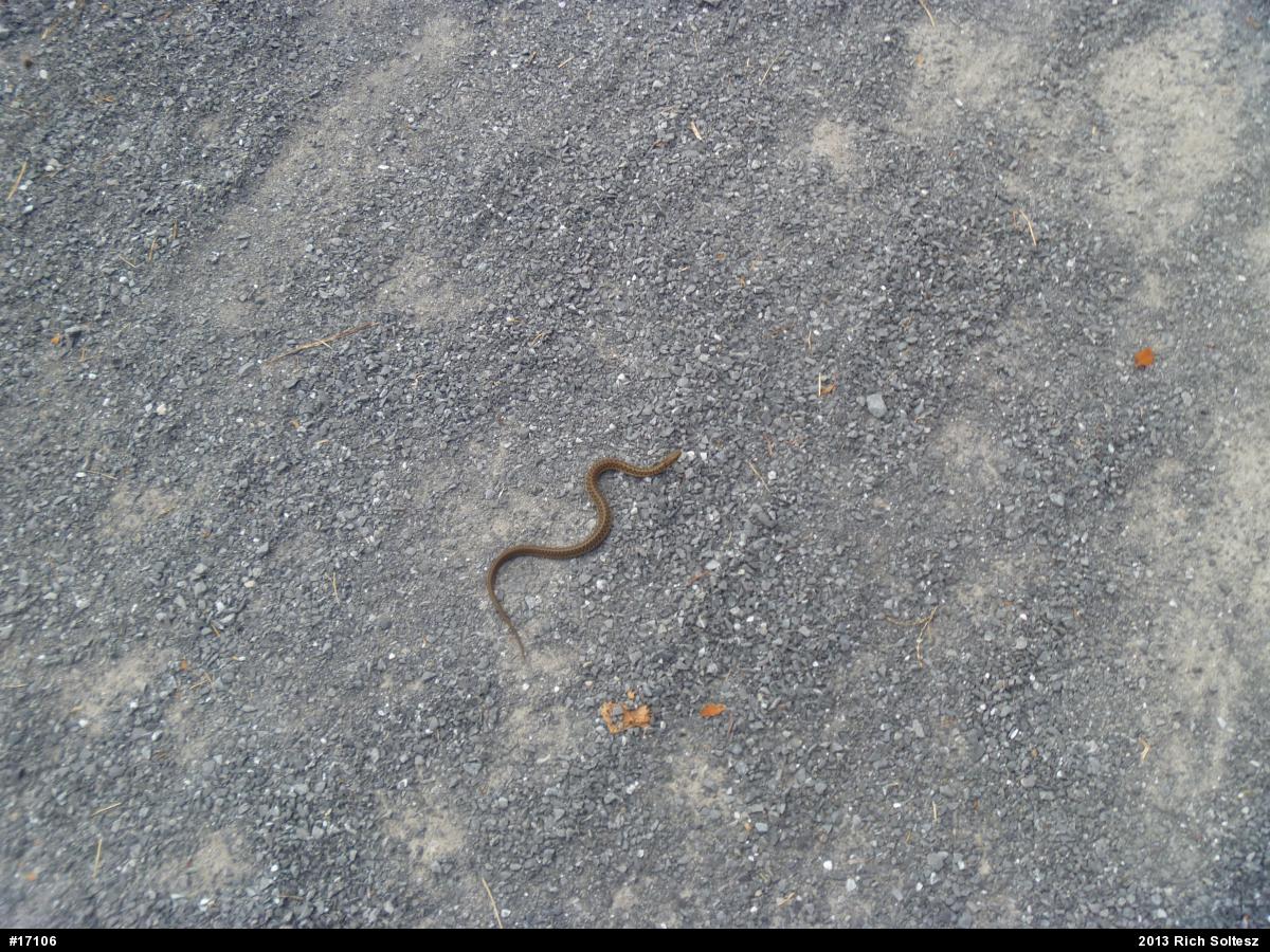 Eastern Gartersnake