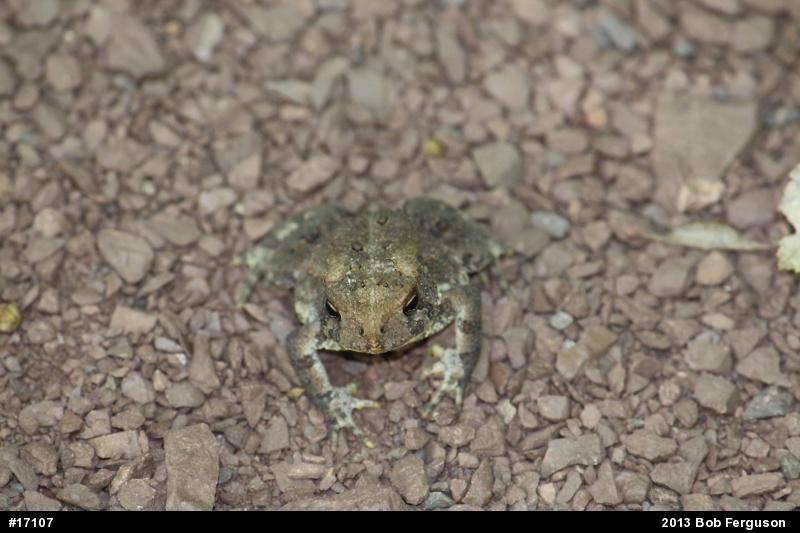 Eastern American Toad