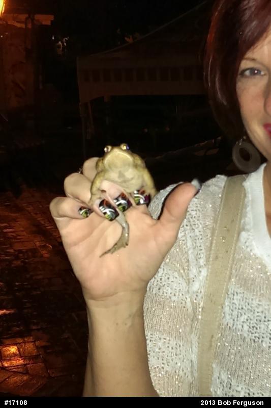 Eastern American Toad