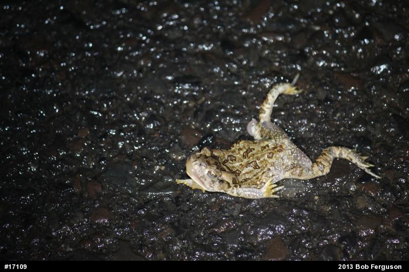 Fowler's Toad