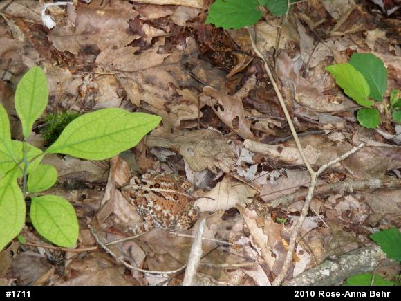 Eastern American Toad