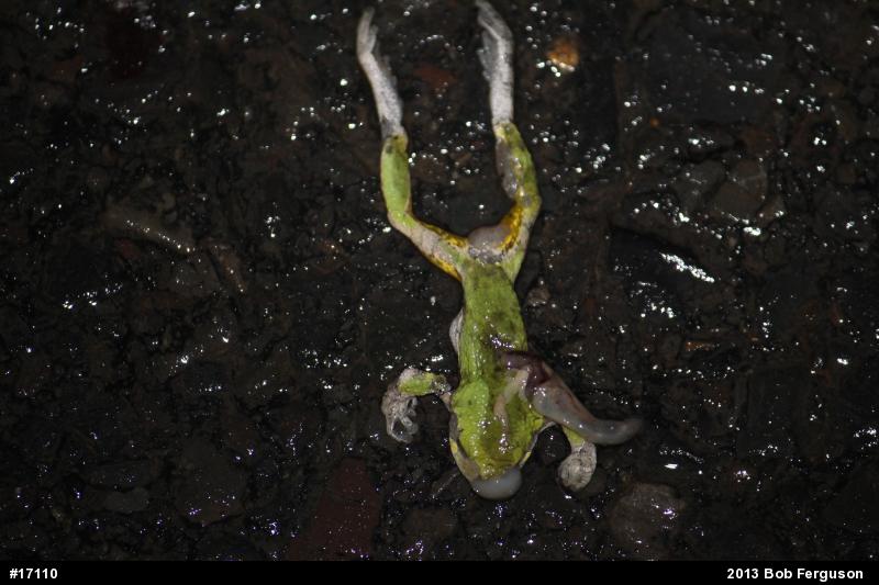 Gray Treefrog