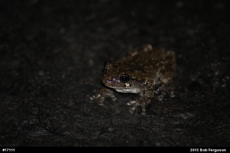 Gray Treefrog