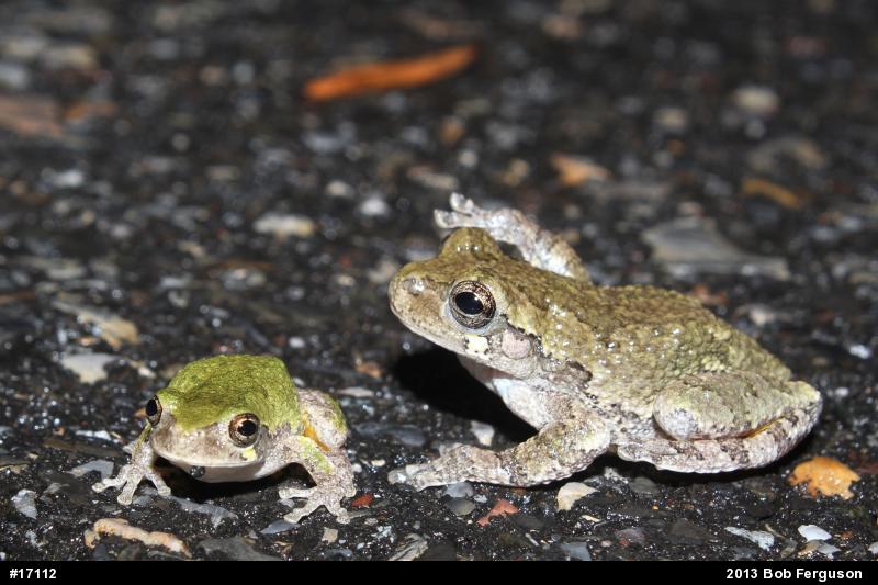Gray Treefrog