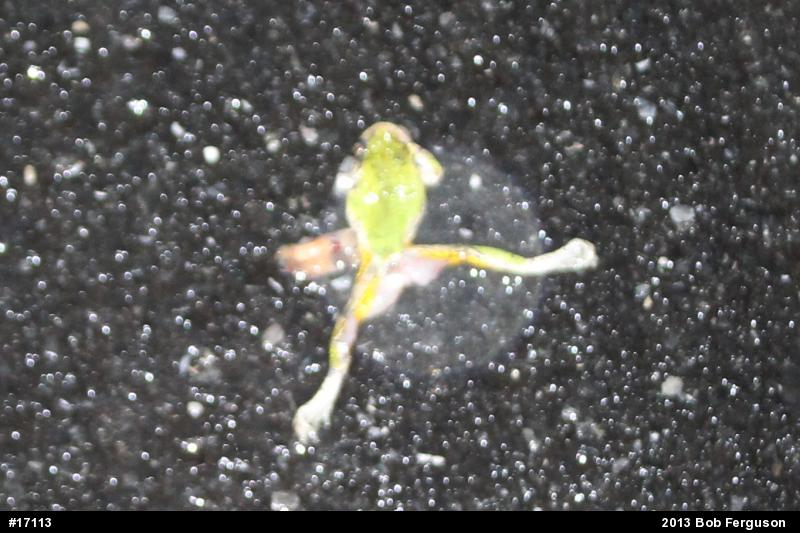 Gray Treefrog