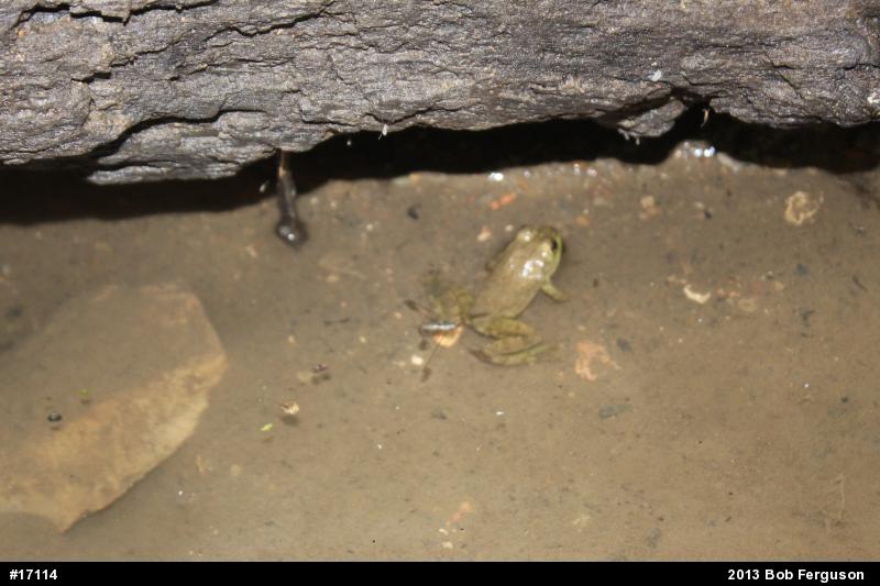 American Bullfrog