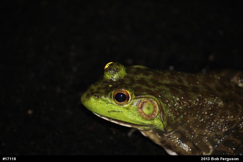 American Bullfrog