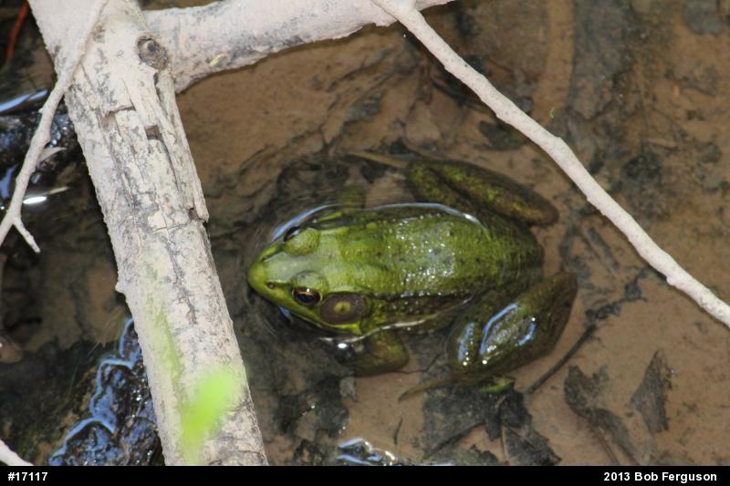 Green Frog