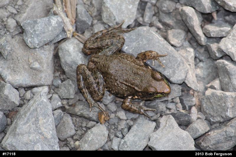 Green Frog