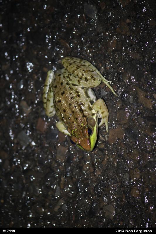 Green Frog