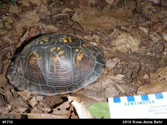 Eastern Box Turtle