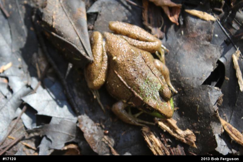 Green Frog