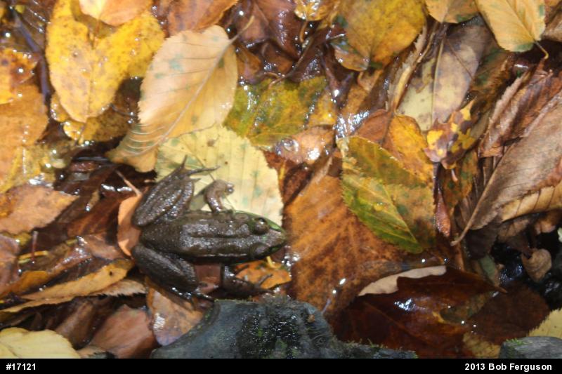 Green Frog
