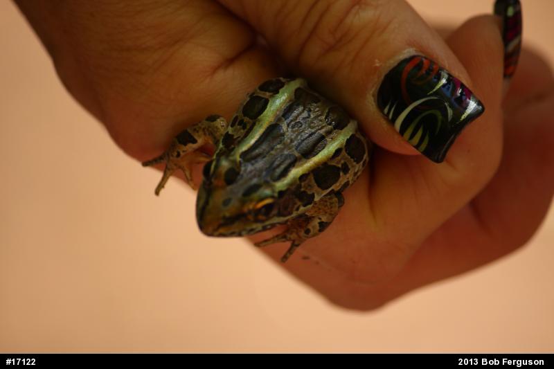 Pickerel Frog