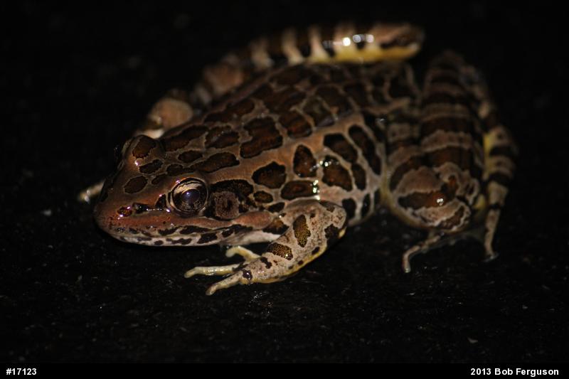 Pickerel Frog