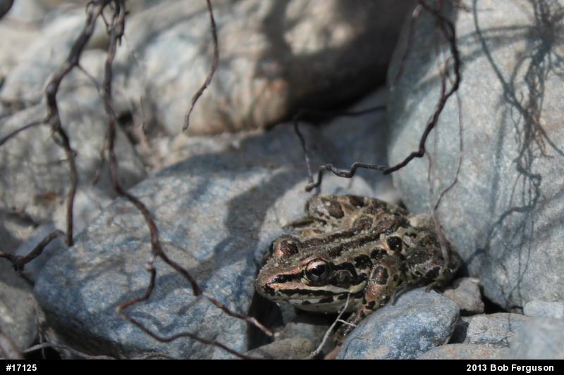 Pickerel Frog