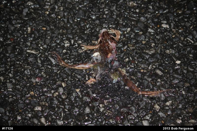Wood Frog