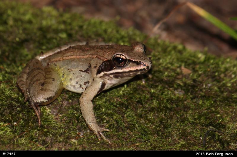 Wood Frog