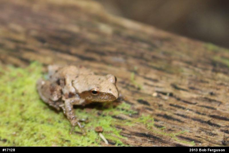 Spring Peeper