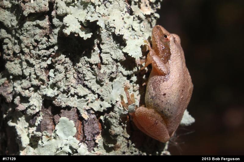 Spring Peeper