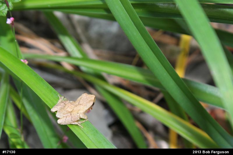 Spring Peeper