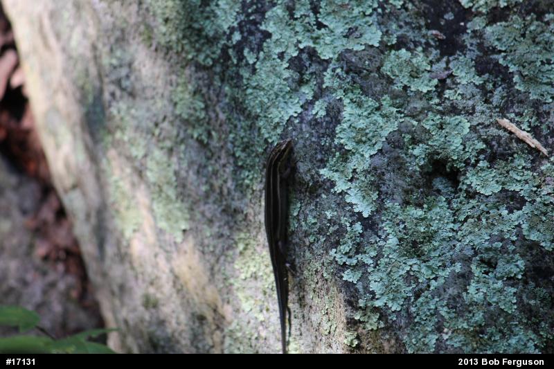 Common Five-lined Skink