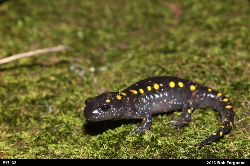 Spotted Salamander