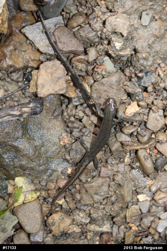 Northern Dusky Salamander