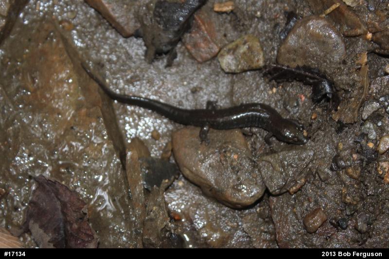 Northern Dusky Salamander