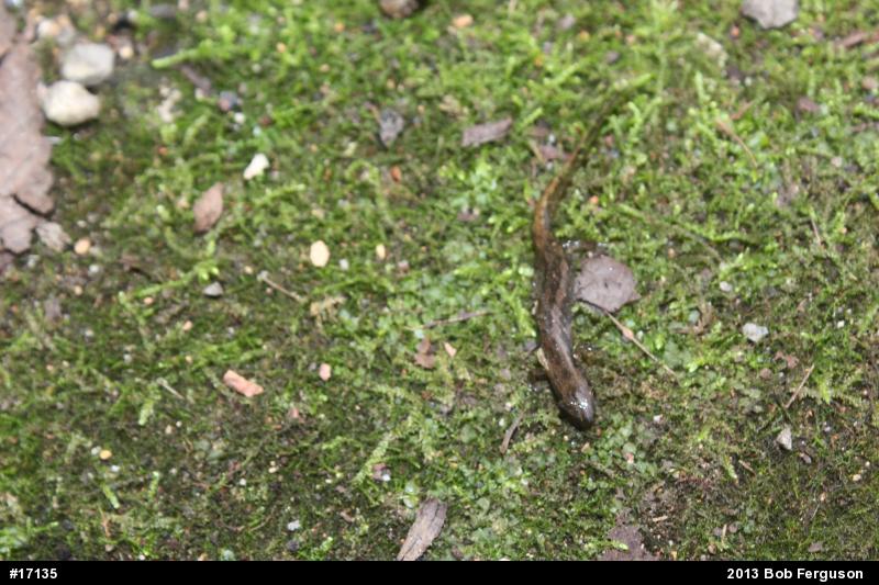 Dusky Salamanders