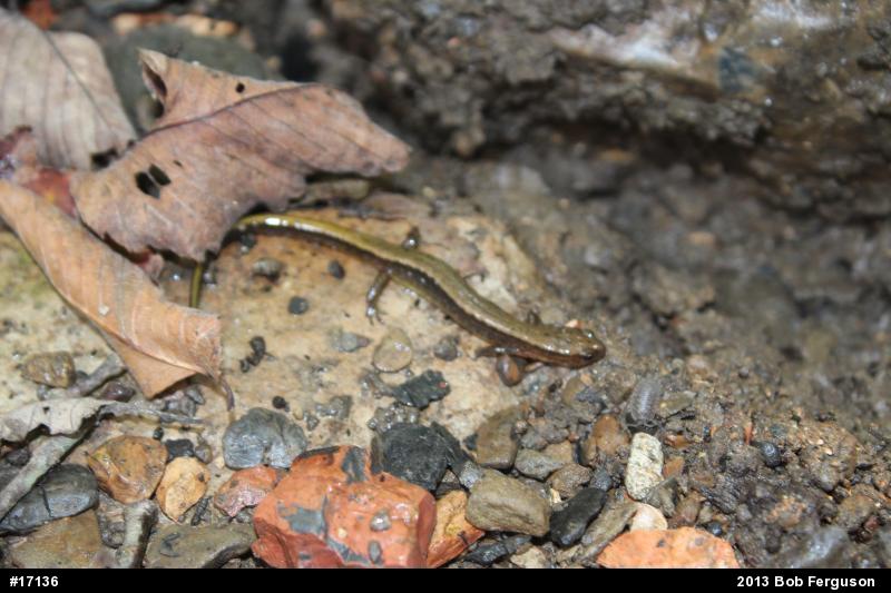 Northern Two-lined Salamander