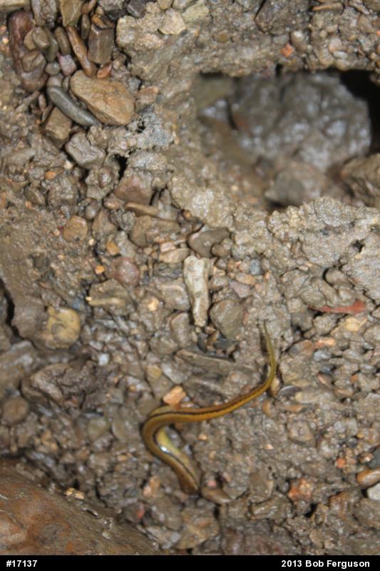 Northern Two-lined Salamander