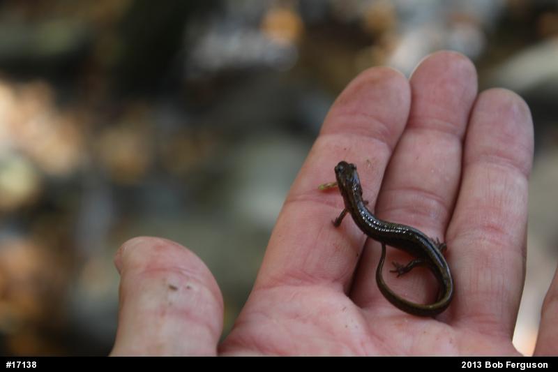 Northern Two-lined Salamander