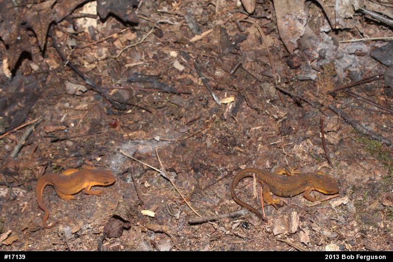 Red-spotted Newt