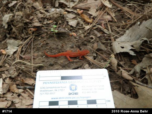 Red-spotted Newt