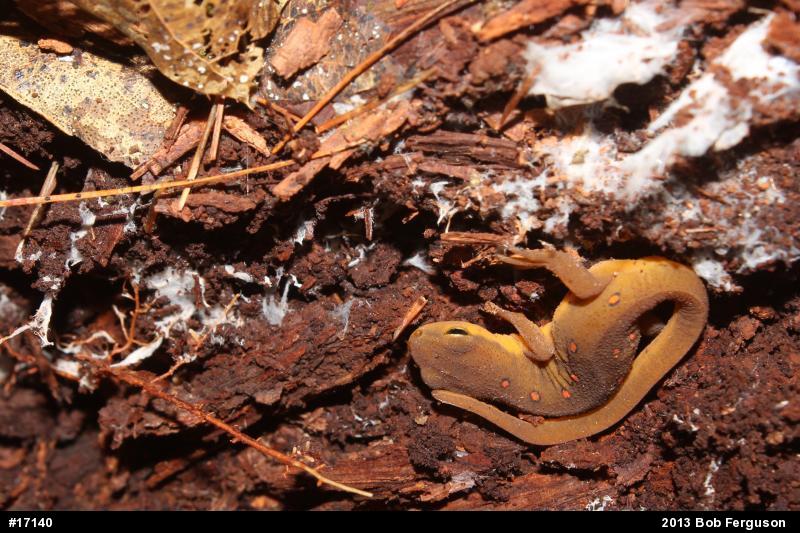 Red-spotted Newt