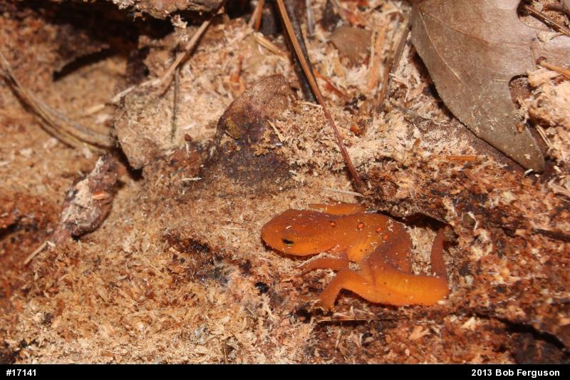 Red-spotted Newt