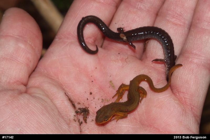 Red-spotted Newt