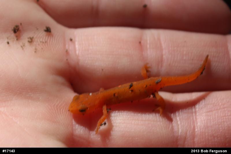 Red-spotted Newt