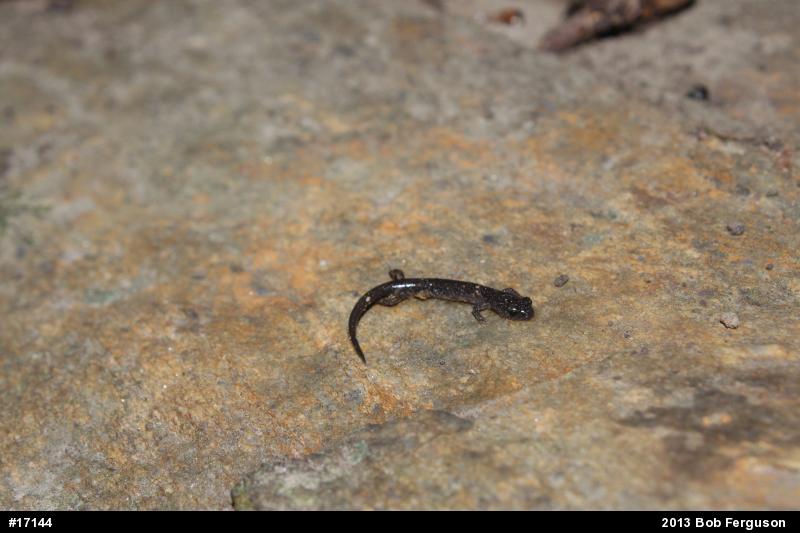 Eastern Red-backed  Salamander