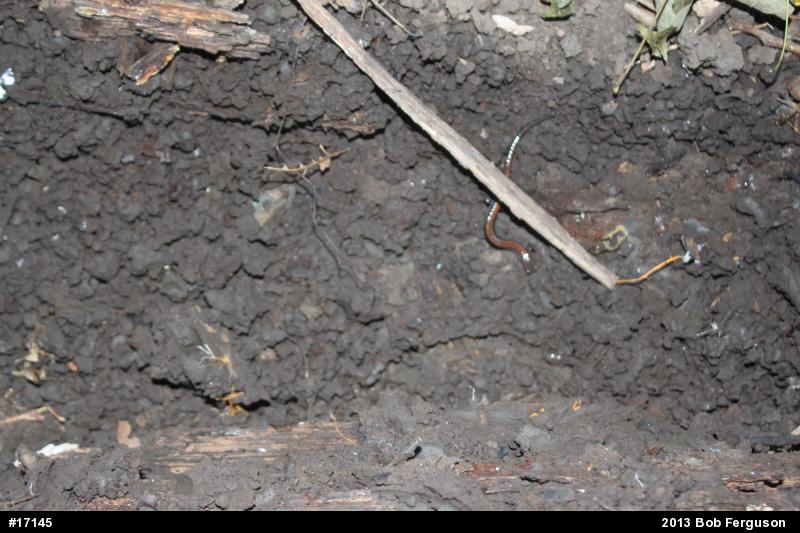 Eastern Red-backed  Salamander