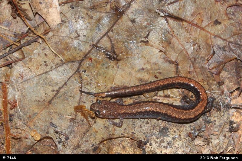 Eastern Red-backed  Salamander