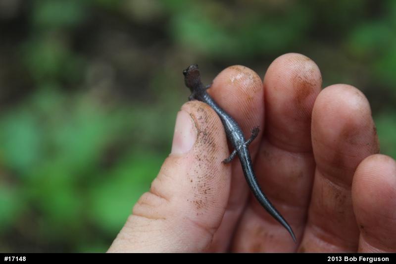 Northern Ravine Salamander
