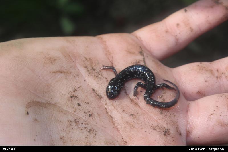 Northern Slimy Salamander