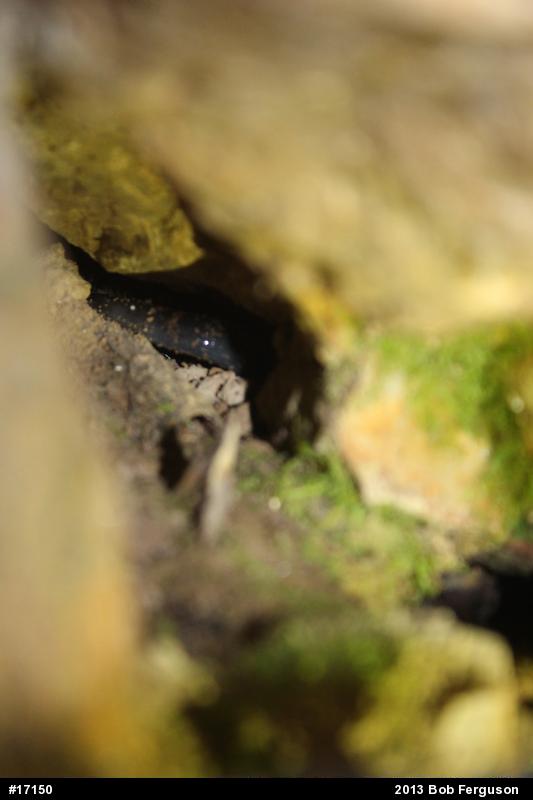 Northern Slimy Salamander