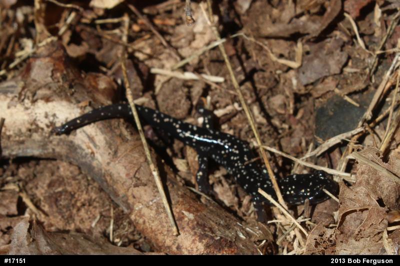 Northern Slimy Salamander