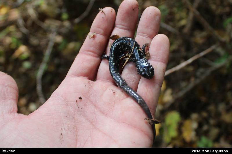 Northern Slimy Salamander